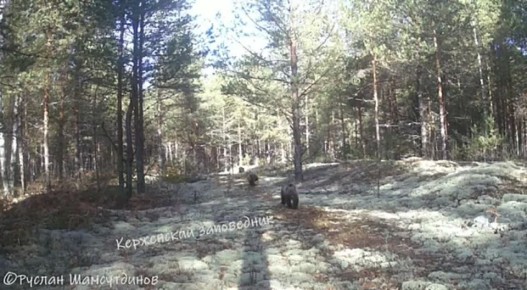 Фотоловушка в Керженском заповеднике запечатлела трех бегущих по делам медвежат